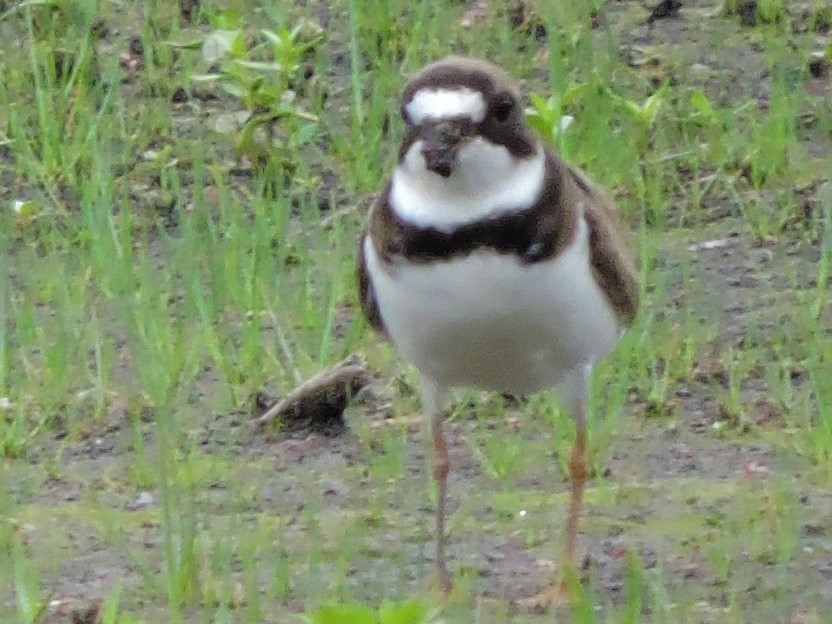 Semipalmated Plover - ML235791871
