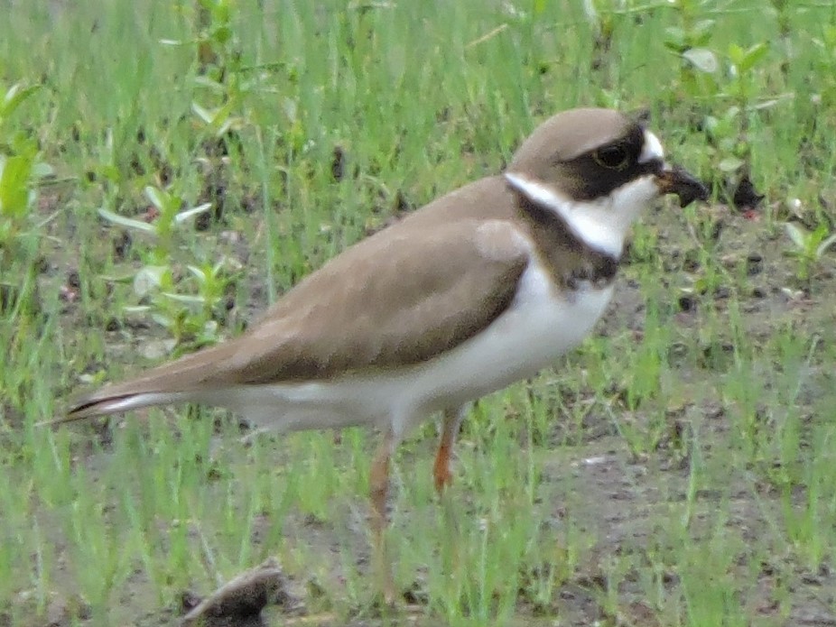 Semipalmated Plover - ML235791891