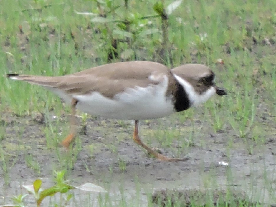 Semipalmated Plover - ML235791901