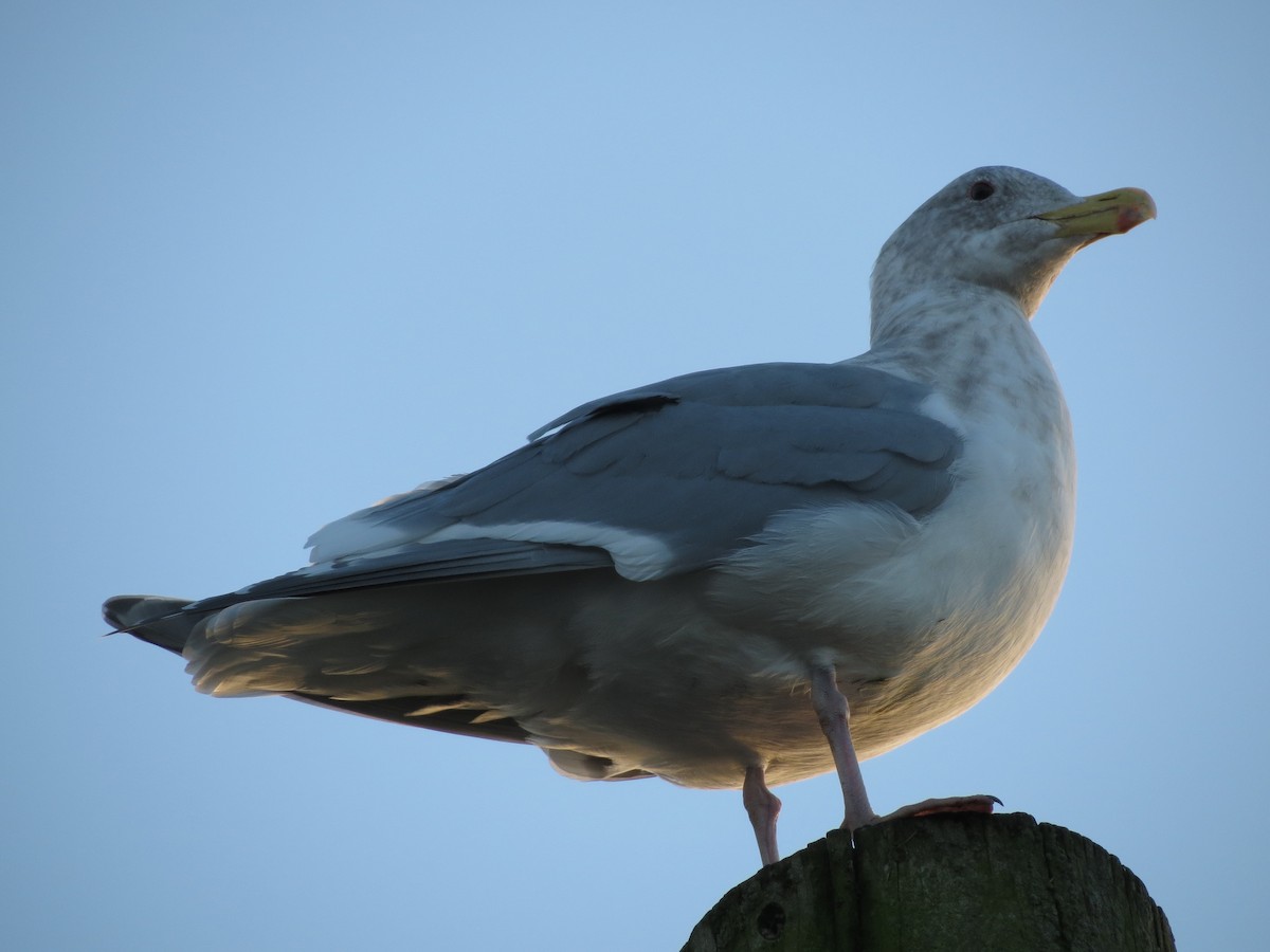 Glaucous-winged Gull - Pam Otley