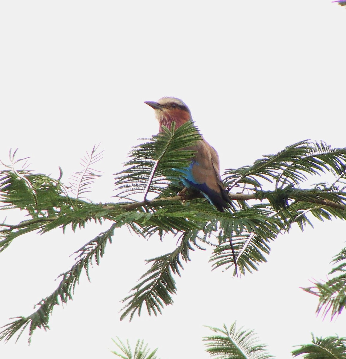 Lilac-breasted Roller - Jason Anderson