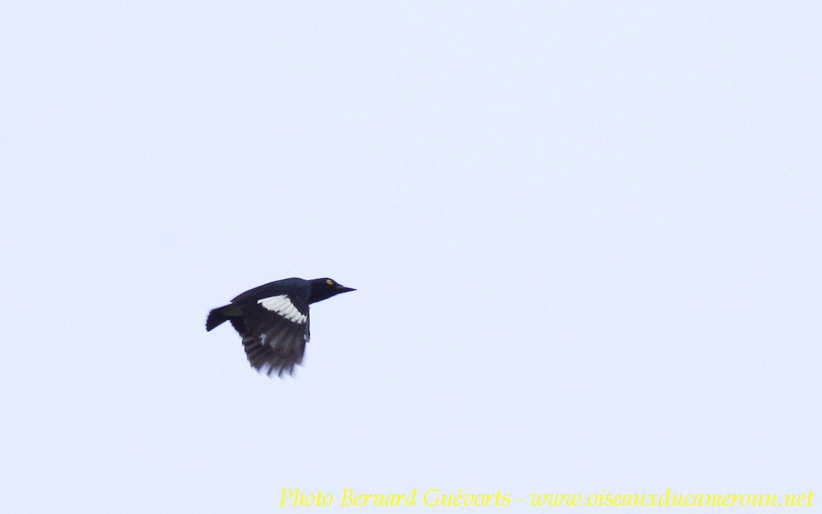 Black-and-white Shrike-flycatcher - Bernard Guevorts