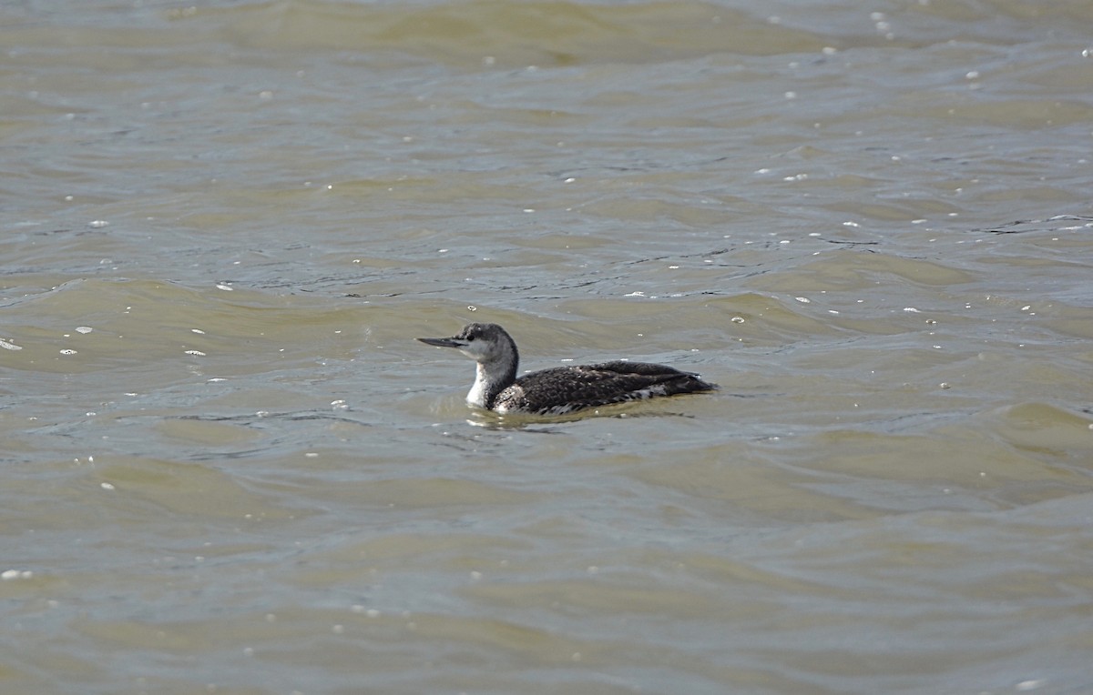 Red-throated Loon - Douglas Hall