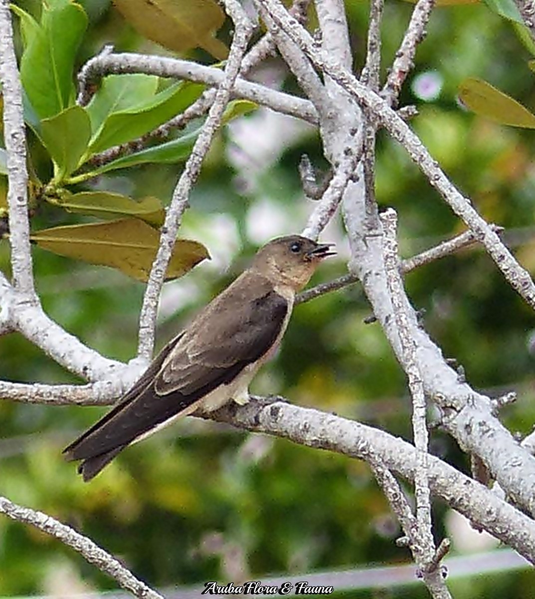 Southern Rough-winged Swallow - Ross Wauben