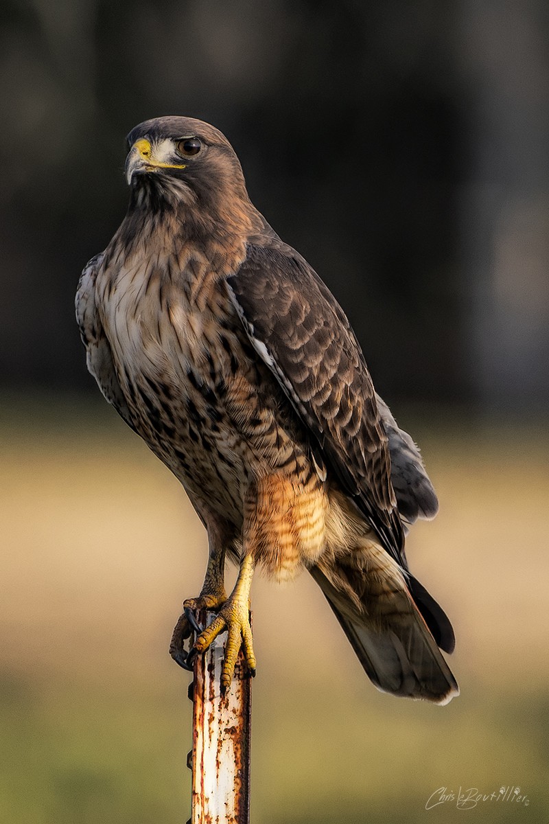 Red-tailed Hawk - ML235803391