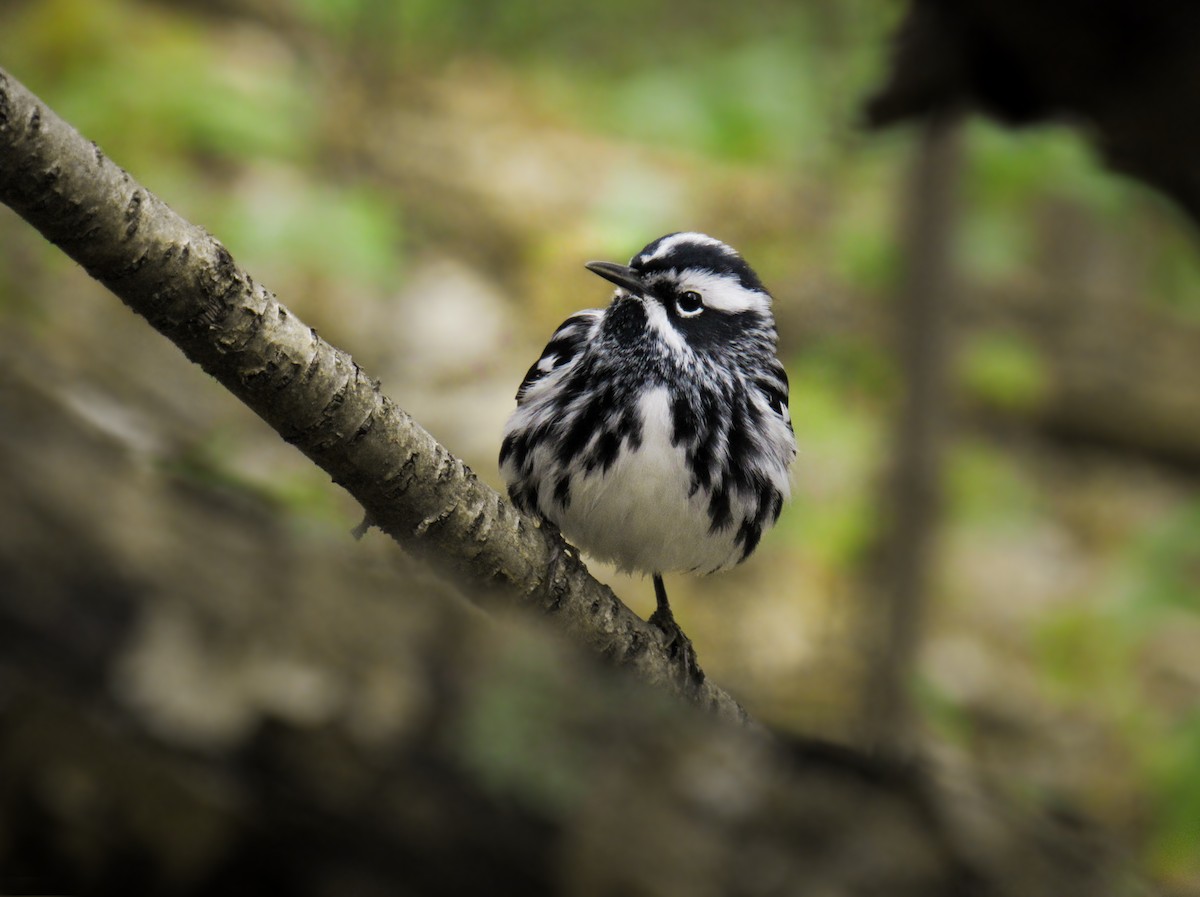 Black-and-white Warbler - Ethan Hobbs