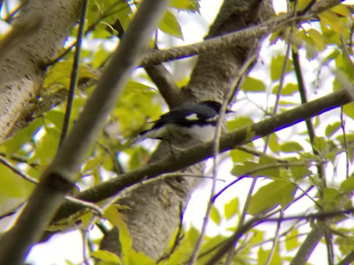 Black-throated Blue Warbler - David Schrab