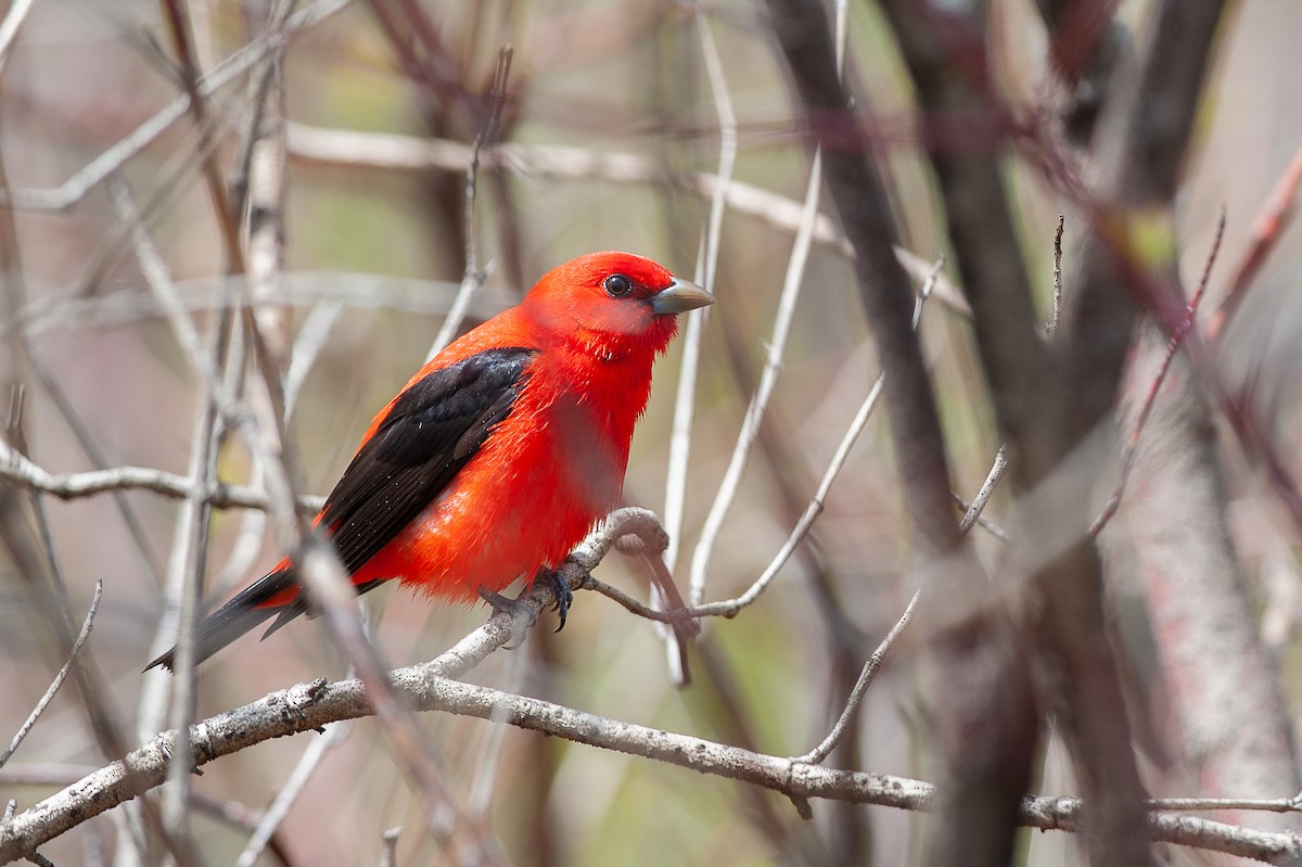 Scarlet Tanager - ML235807591