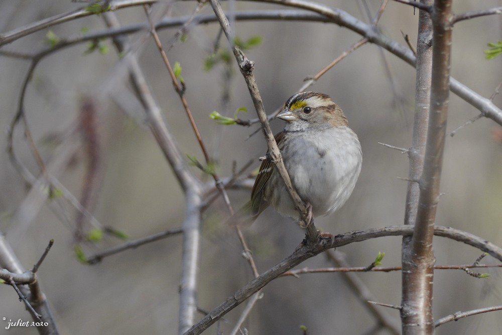 White-throated Sparrow - Julie Tremblay (Pointe-Claire)