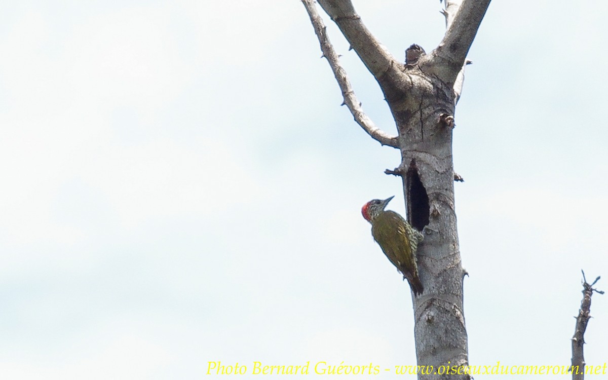 Gabon Woodpecker - Bernard Guevorts