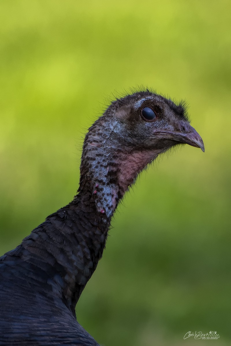 Wild Turkey (Domestic type) - ML235809911