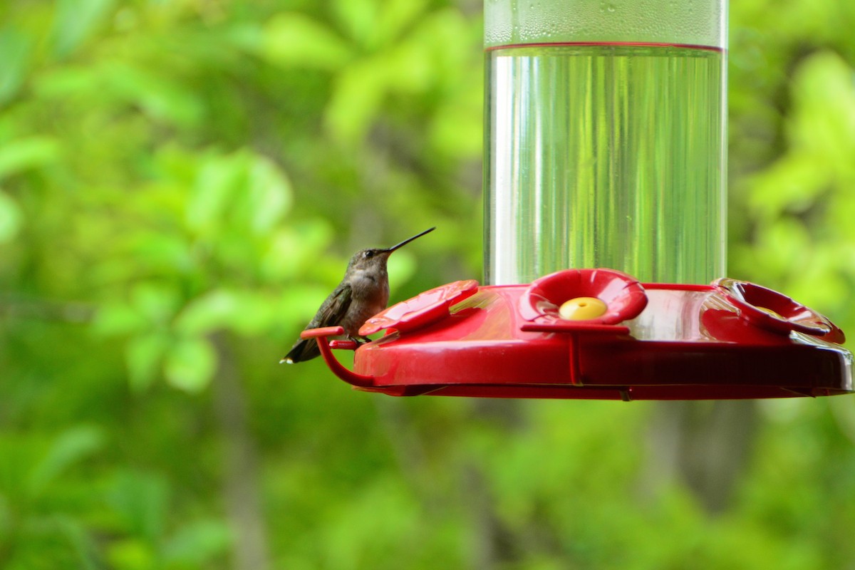 Black-chinned Hummingbird - ML235811761