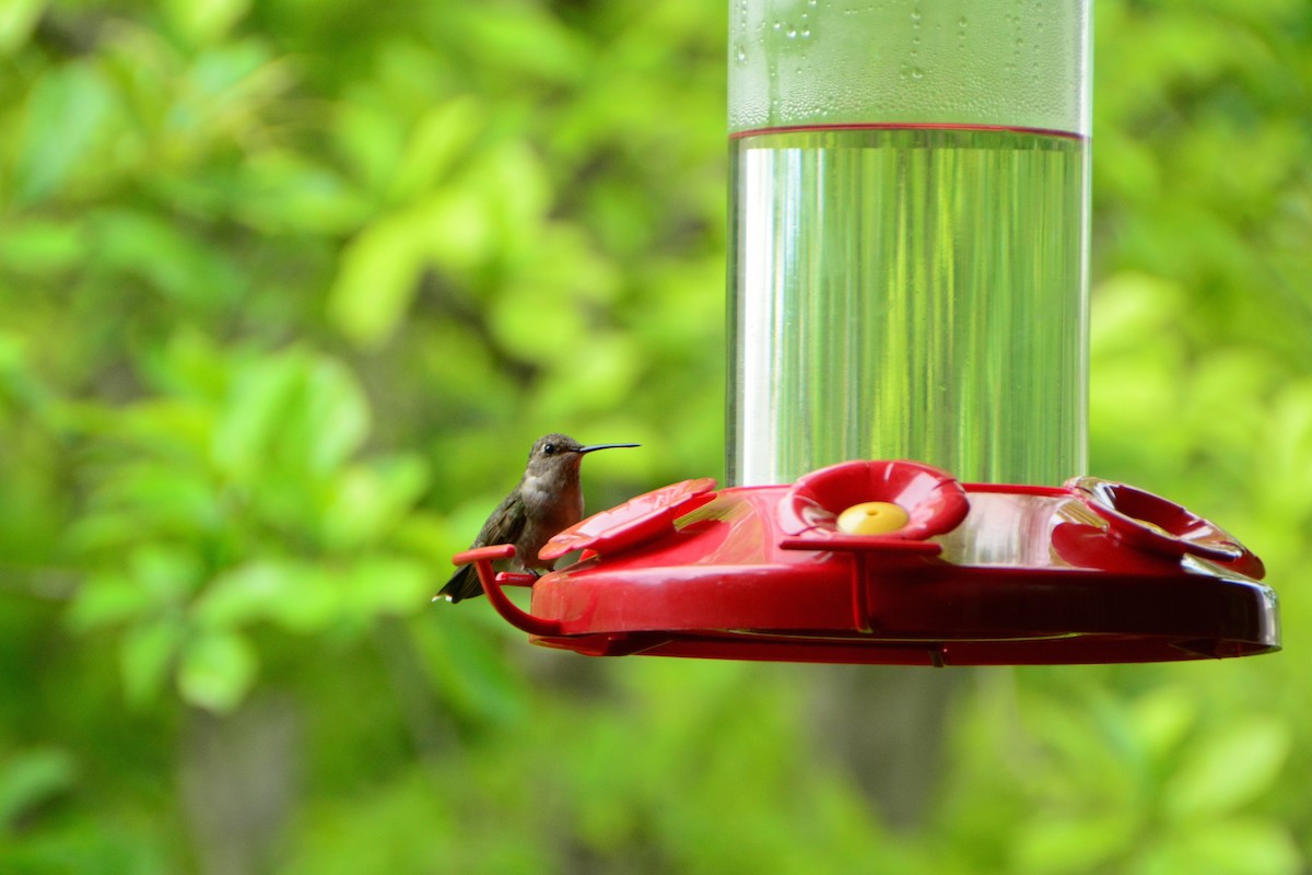 Black-chinned Hummingbird - ML235811991
