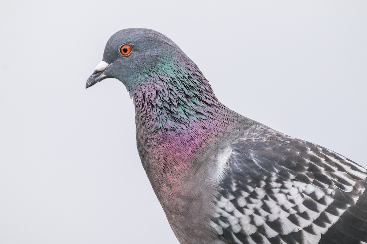 Rock Pigeon (Feral Pigeon) - Jodi Boe