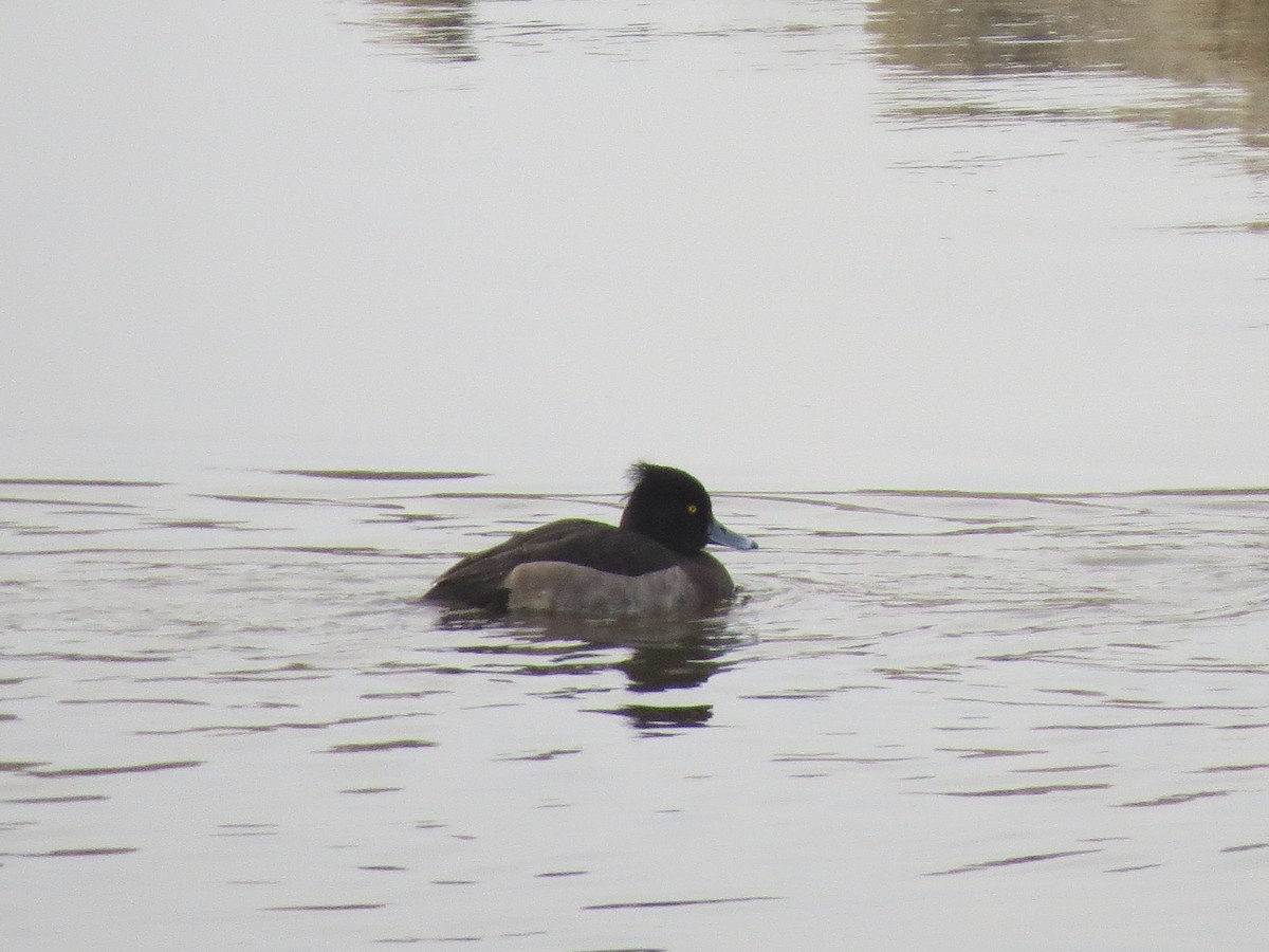 Tufted Duck - ML23581521