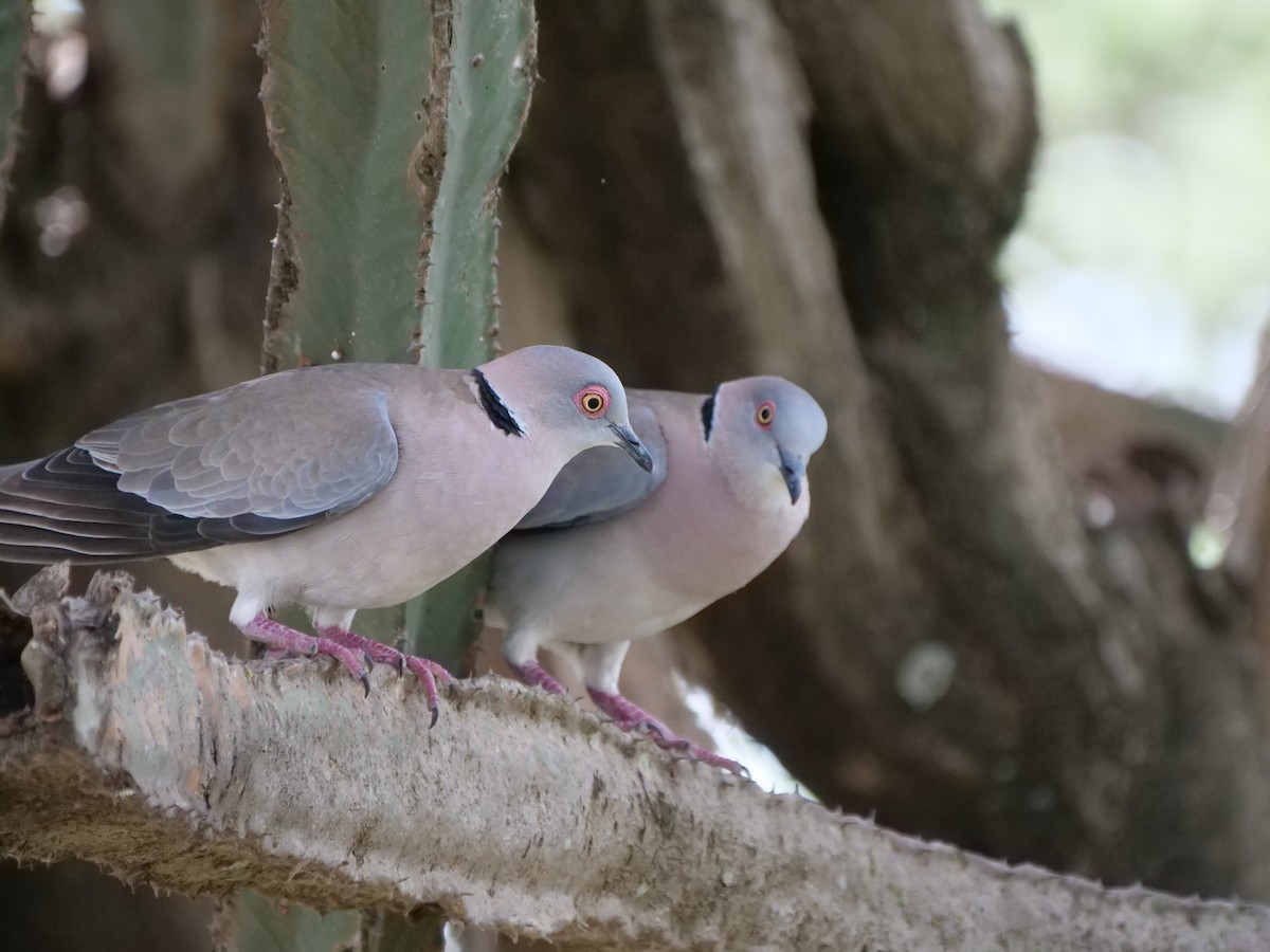 Mourning Collared-Dove - ML235816291