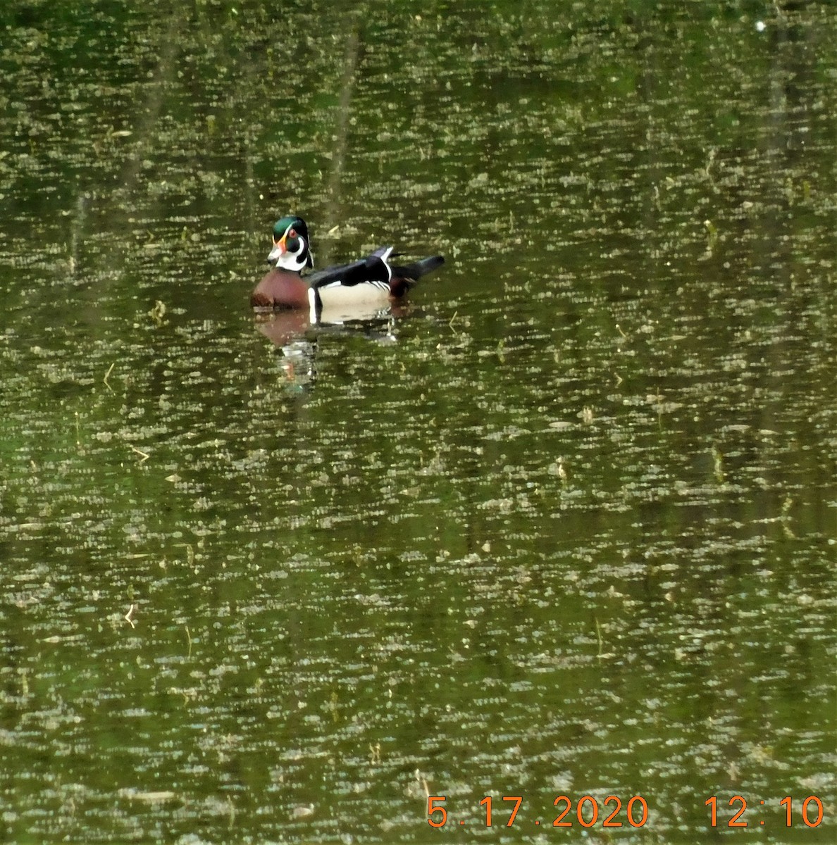eBird Checklist - 17 May 2020 - Long Run Park, Louisville US-KY 38. ...