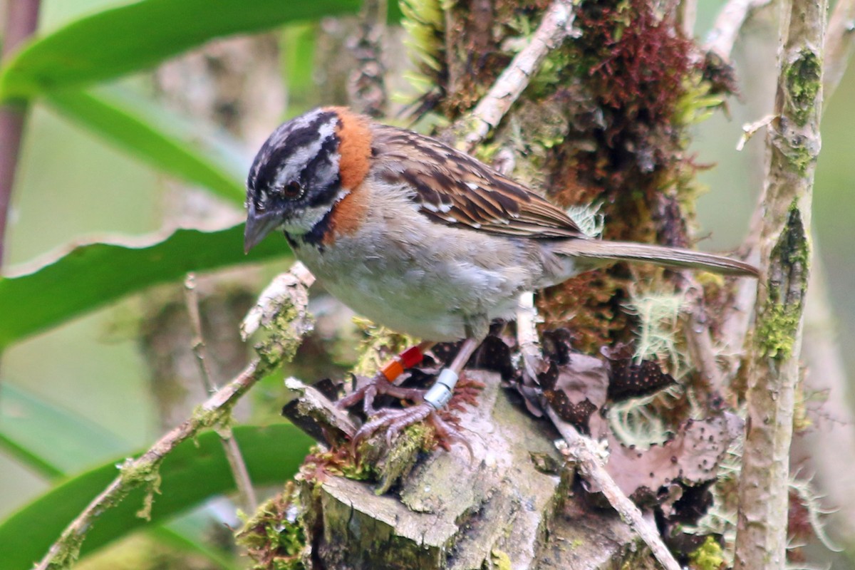 Rufous-collared Sparrow - James Arneson