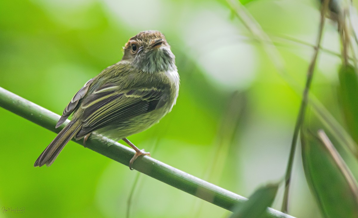 Scale-crested Pygmy-Tyrant - ML235825881