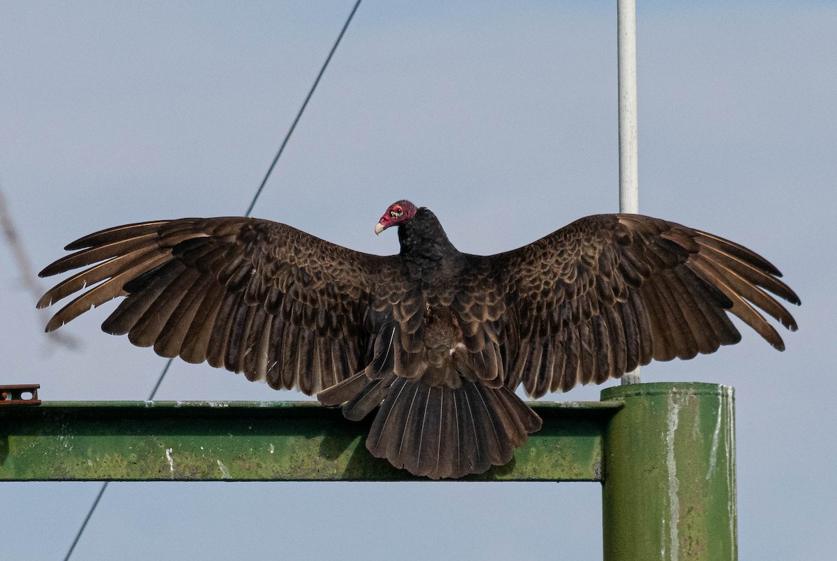 Turkey Vulture - ML235828451