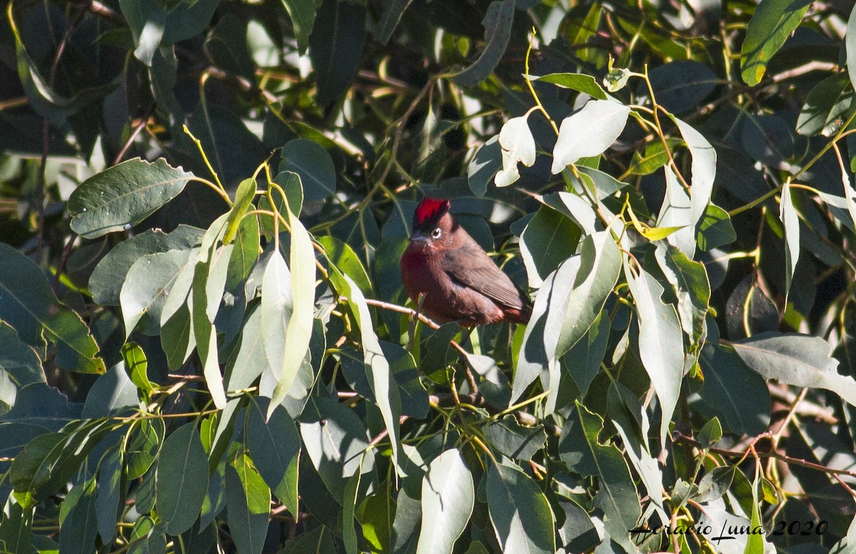 Red-crested Finch - Horacio Luna