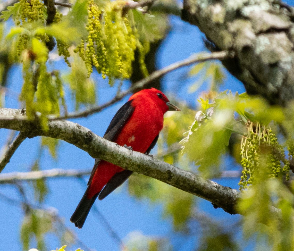 Scarlet Tanager - ML235830331