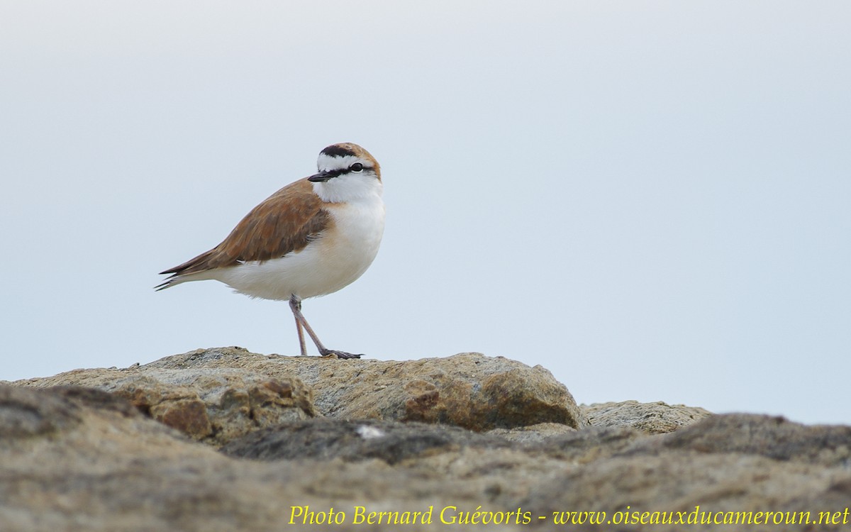 White-fronted Plover - Bernard Guevorts