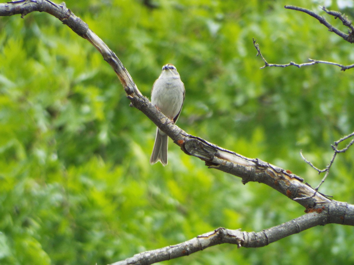 Chipping Sparrow - ML235831001