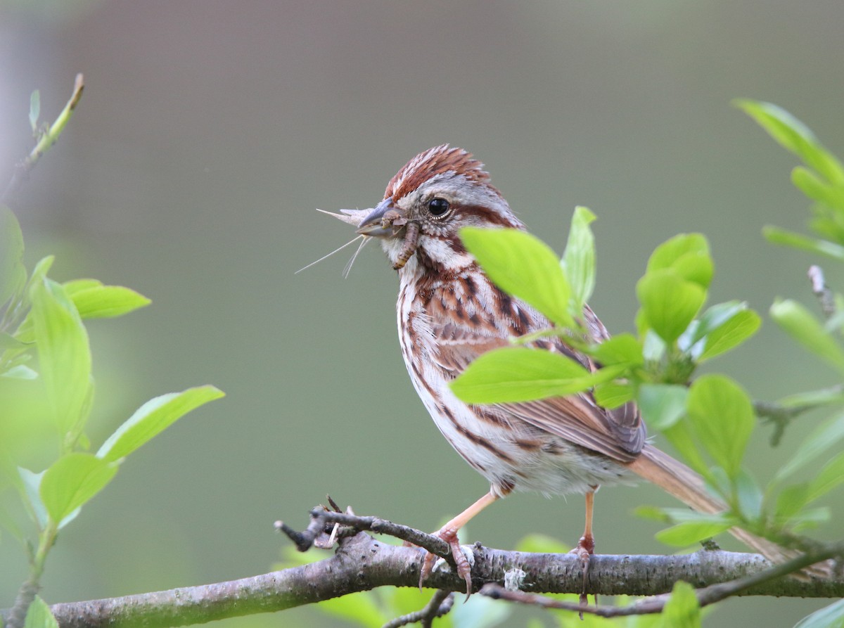 Song Sparrow - Jake Balmuth