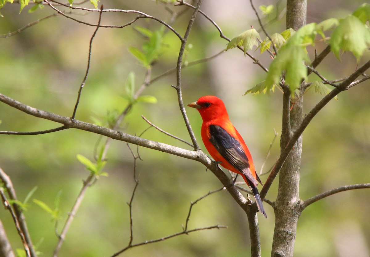 Scarlet Tanager - ML235833791