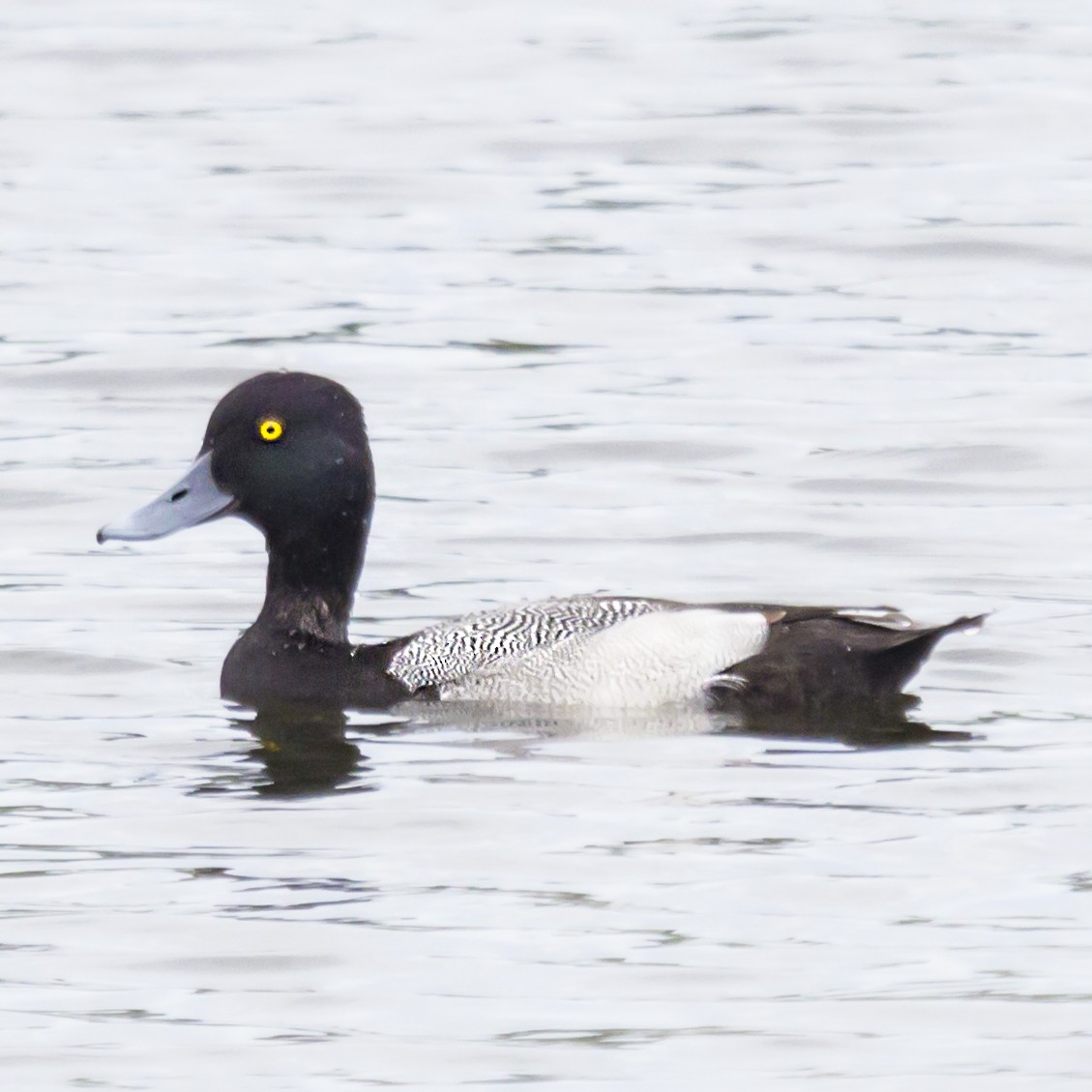 Lesser Scaup - Yarky Moguel