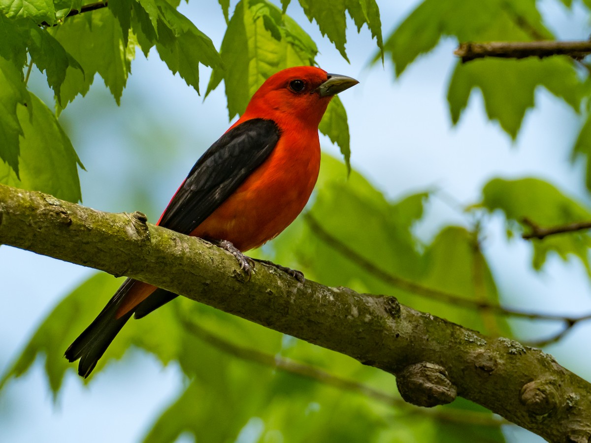 Scarlet Tanager - ML235834021