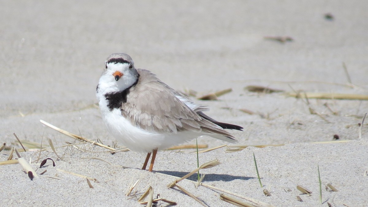 Piping Plover - ML235834671
