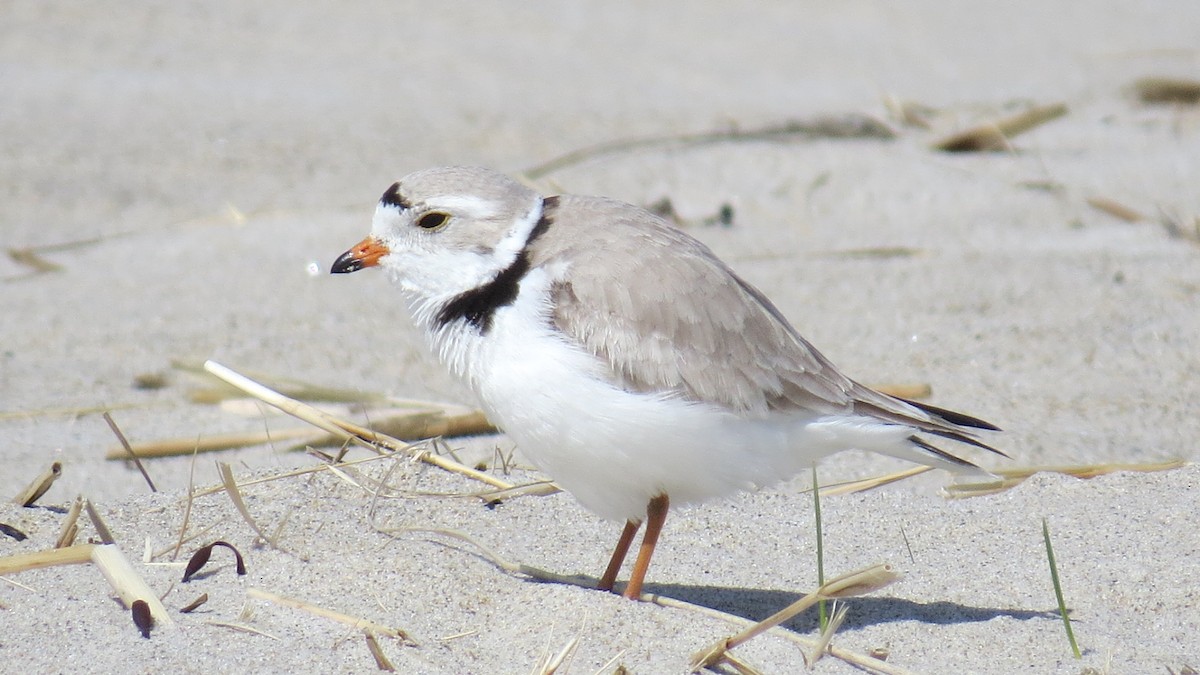 Piping Plover - ML235834681