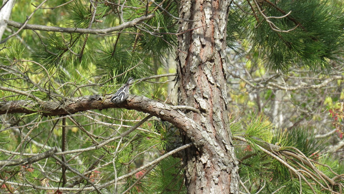 Black-and-white Warbler - ML235835281