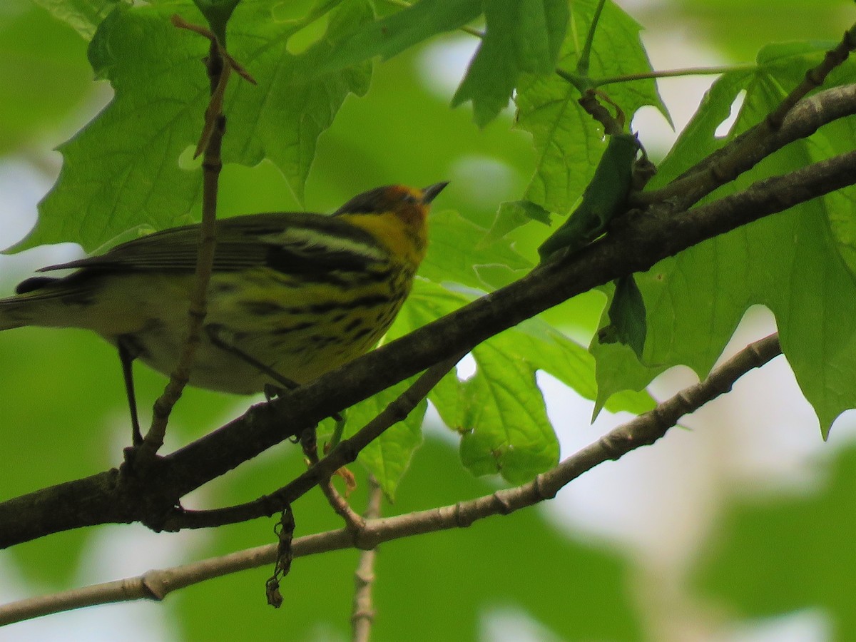 Cape May Warbler - ML235836601