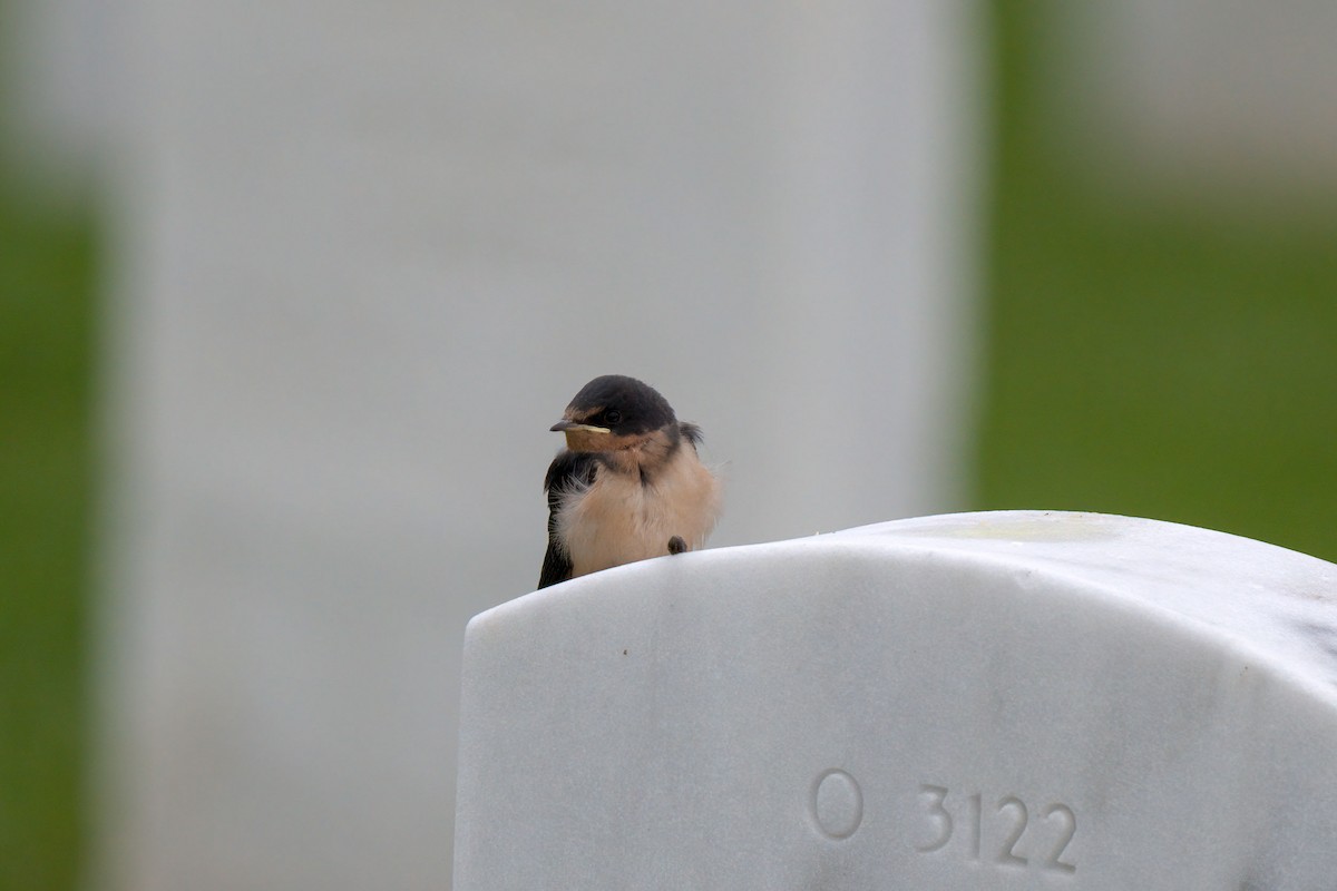 Barn Swallow (American) - Andrew Newmark