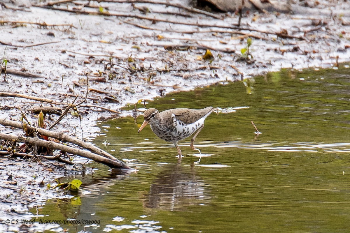 Spotted Sandpiper - Chris S. Wood