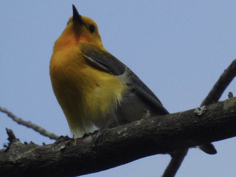 Prothonotary Warbler - ML235843221