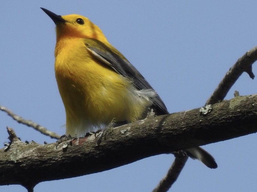 Prothonotary Warbler - ML235843231