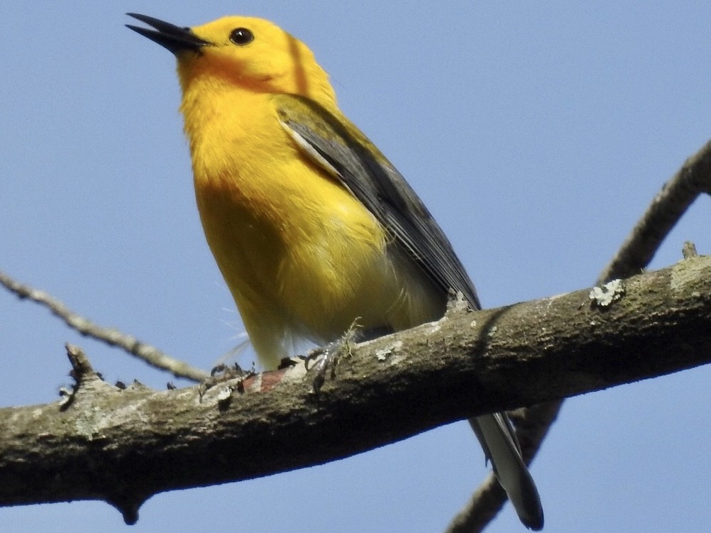 Prothonotary Warbler - ML235843261