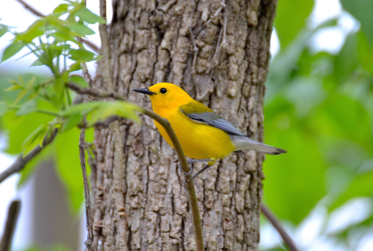 Prothonotary Warbler - ML235854231
