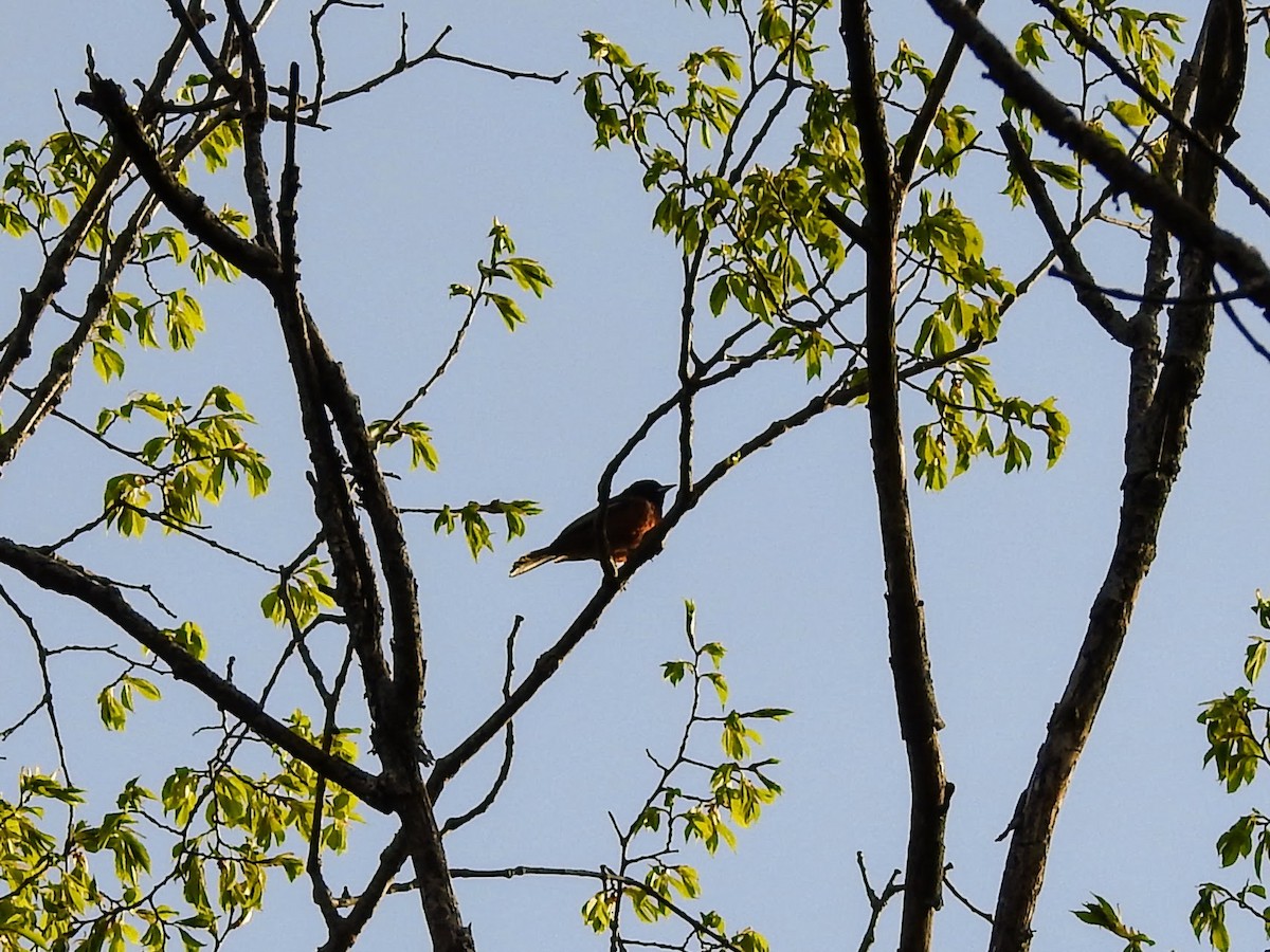 Orchard Oriole - ML235854821