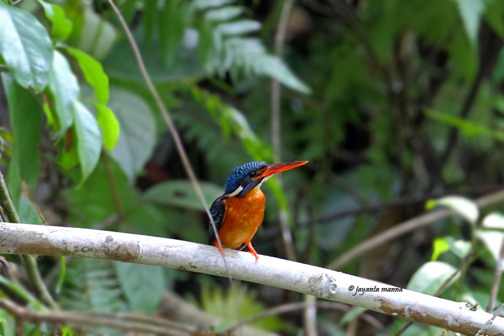 Blue-eared Kingfisher - Jayanta Manna
