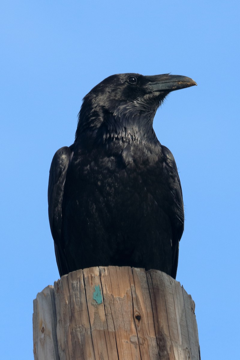 Common Raven - Jeffrey Fenwick