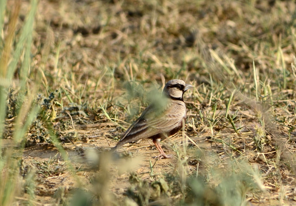 Ashy-crowned Sparrow-Lark - Punit Mehta