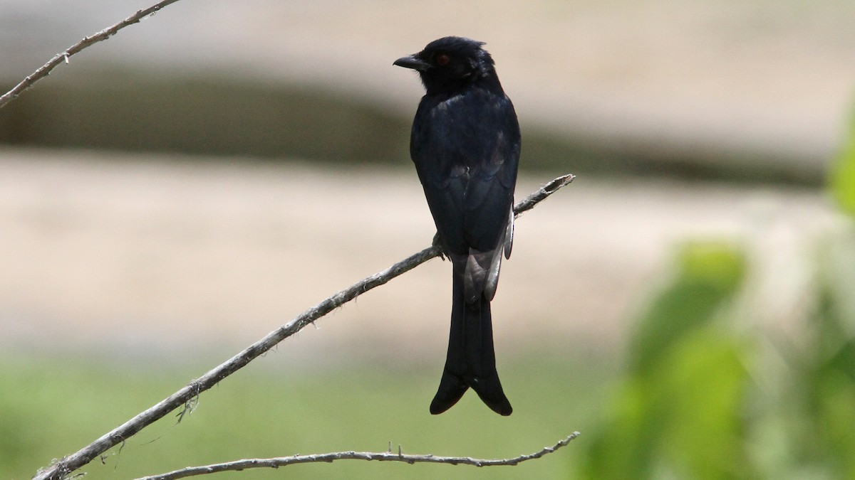 Fork-tailed Drongo - ML23586561