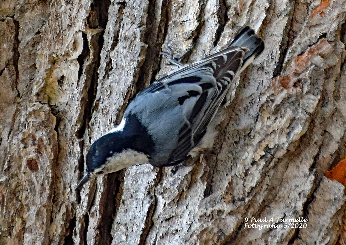 White-breasted Nuthatch - ML235868351