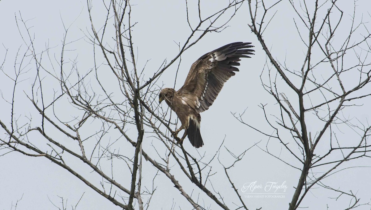 Lesser Spotted Eagle - ML235870481