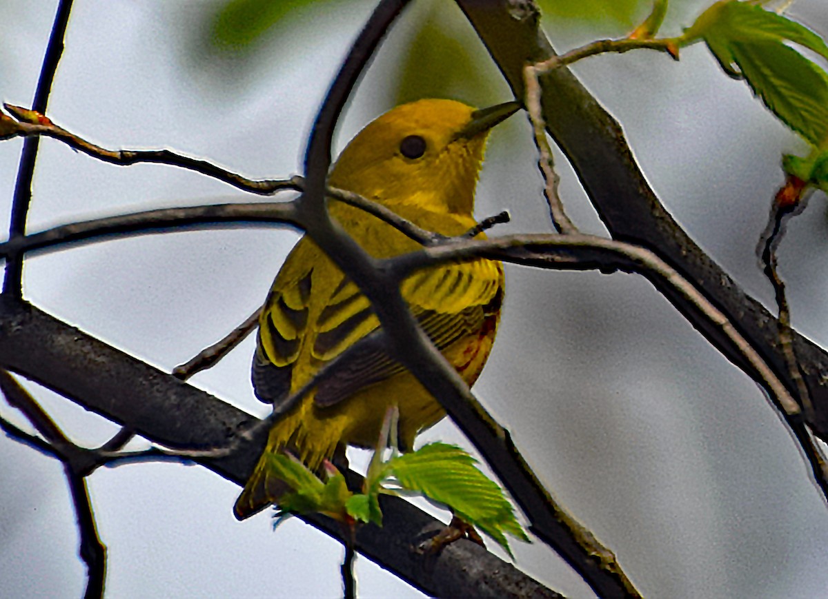 Yellow Warbler - Paul A Turmelle